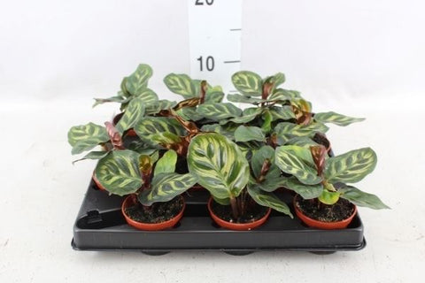 KAMERPLANT - Calathea Roseopicta (schaduwplant)