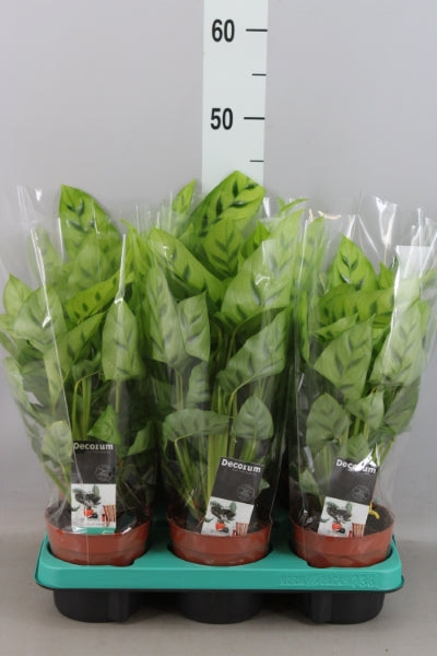 KAMERPLANT - Calathea Leopardina (pauwenplant)