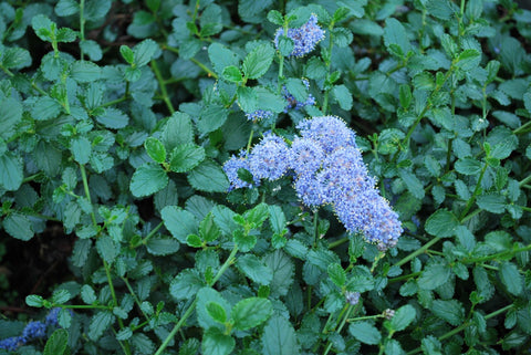 OUTDOOR - Ceanothus Thyrsiflorus (Amerikaanse Sering)