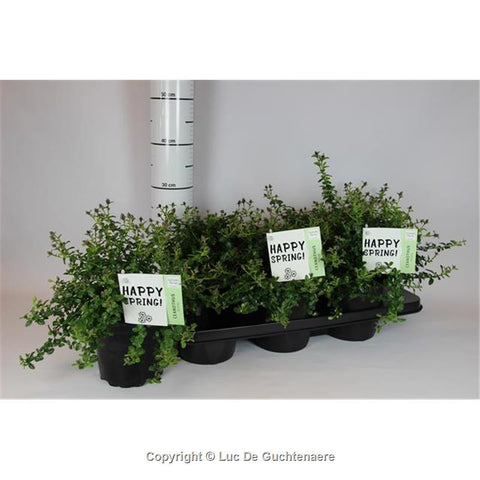 OUTDOOR - Ceanothus Thyrsiflorus (Amerikaanse Sering)