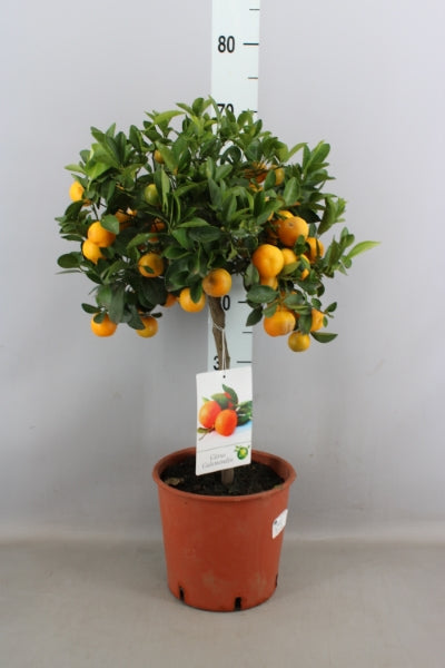 OUTDOOR - Citrusboom
