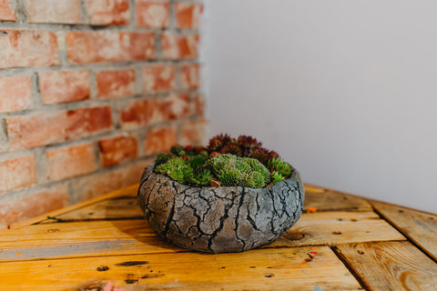 OUTDOOR - Sempervivum in stenen potje (rond)