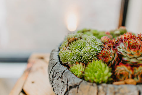 OUTDOOR - Sempervivum in stenen potje (rond)