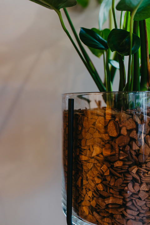 PAKKET - Kamerplantenset Dalgona Coffee