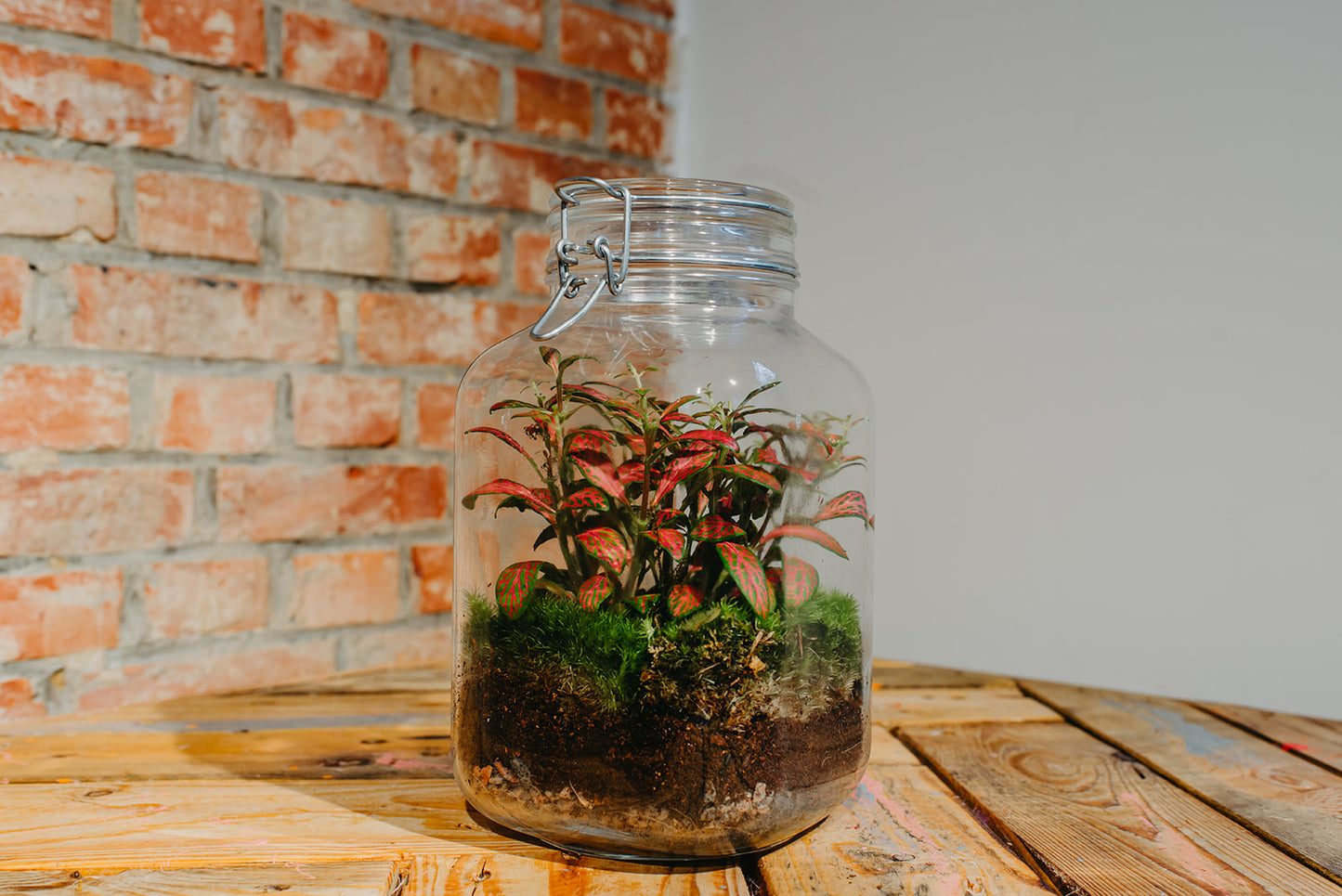TERRARIUM - Gesloten plant terrarium