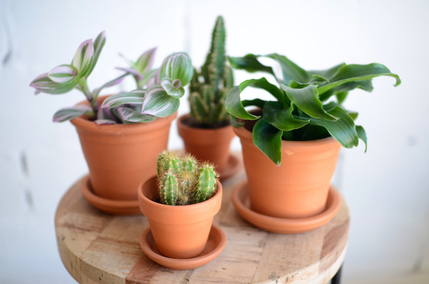PAKKET - Kamerplantenset ristretto