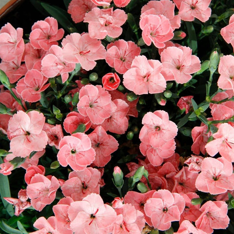 OUTDOOR - Dianthus (Anjer)