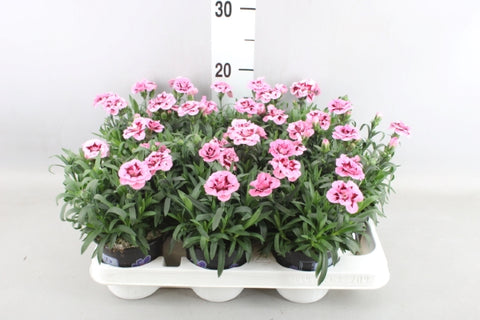 OUTDOOR - Dianthus (Anjer)