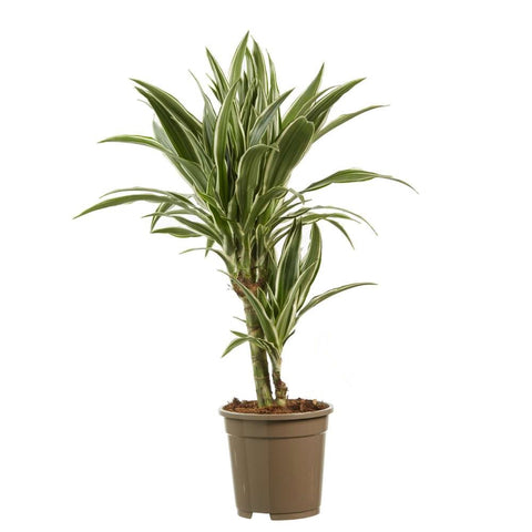 KAMERPLANT - Dracaena Deremensis - Warneckei (drakenbloedboom)