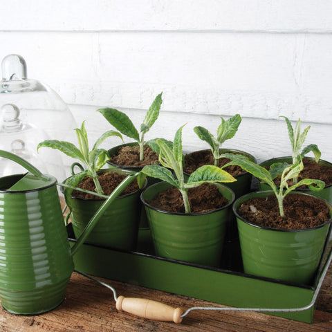 VERZORGING - Zinken plantengieter in diverse kleuren