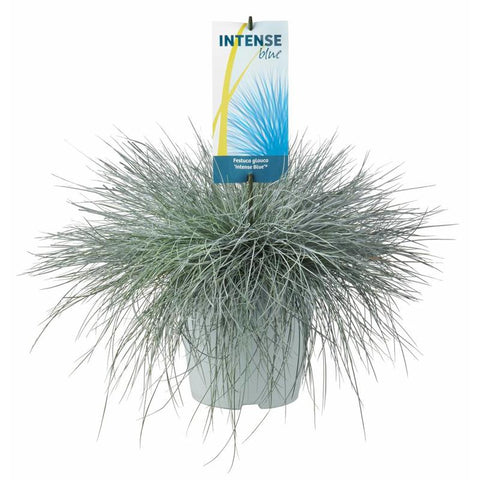 OUTDOOR - Festuca Glauca Intense Blue (Blauw Schapengras)