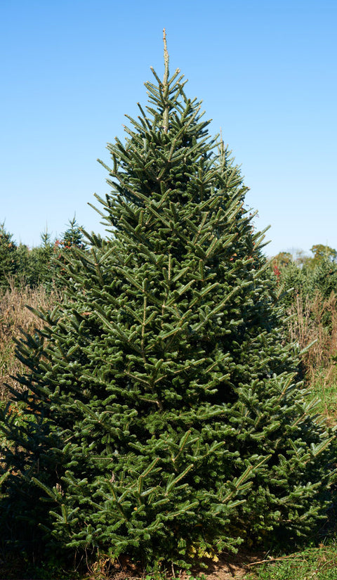 KERST - BOOM Fraserie