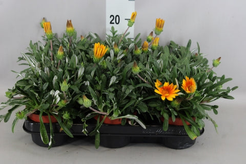 OUTDOOR - Gazania Rigens (middaggoud)