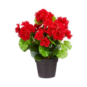 OUTDOOR - Pelargonium Graveolens (geurgeranium)