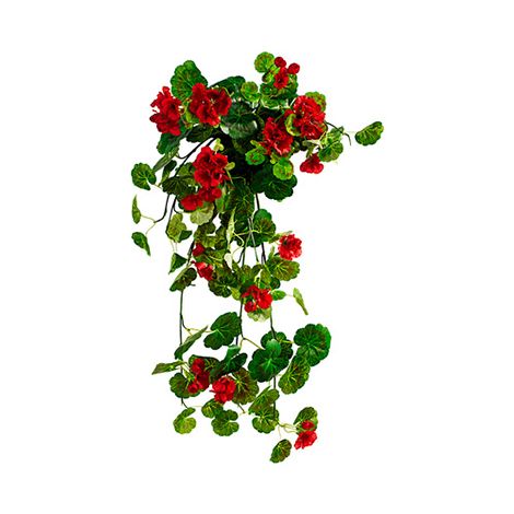 OUTDOOR - Pelargonium Graveolens (geurgeranium)