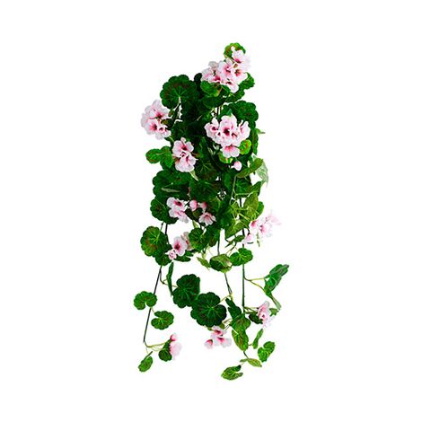 OUTDOOR - Pelargonium Graveolens (geurgeranium)
