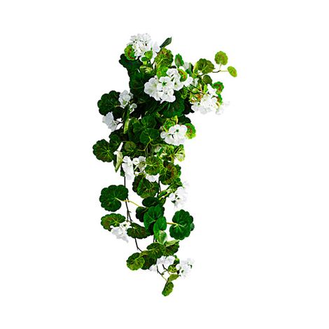 OUTDOOR - Pelargonium Graveolens (geurgeranium)