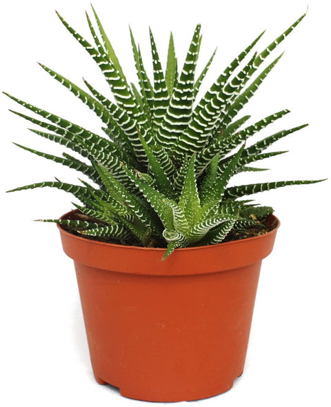 KAMERPLANT - Haworthia Fasciata
