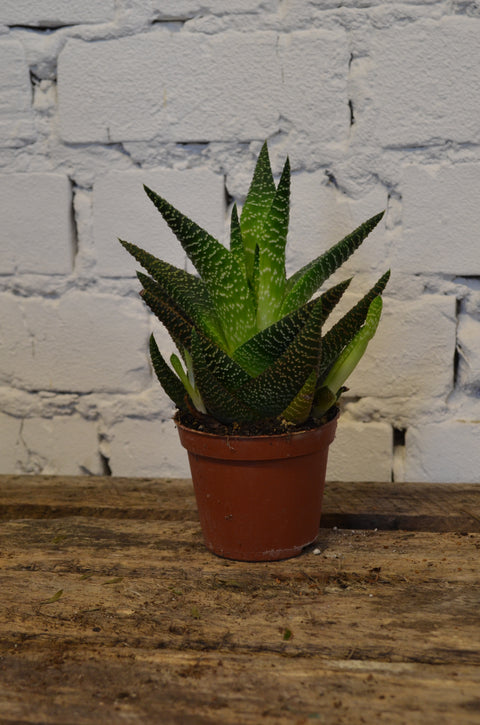 KAMERPLANT - Haworthia Fasciata