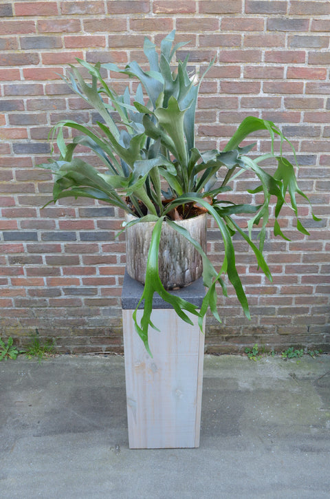 KAMERPLANT - Platycerium Bifurcatum (hertshoornvaren)