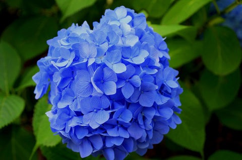 OUTDOOR - Hortensia