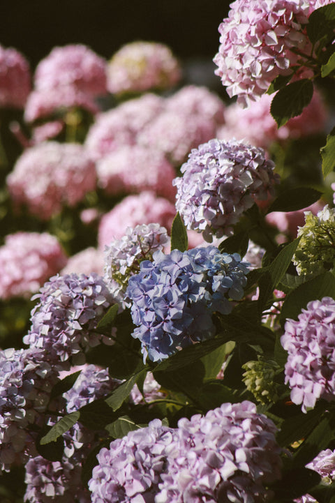 OUTDOOR - Hortensia