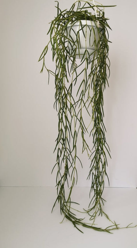 KAMERPLANT - Hoya Linearis (wasbloem)