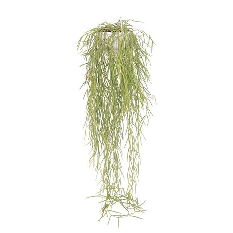 KAMERPLANT - Hoya Linearis (wasbloem)