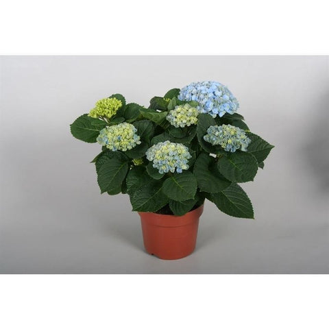 OUTDOOR - Hydragea Macrophylla (bolhortensia)