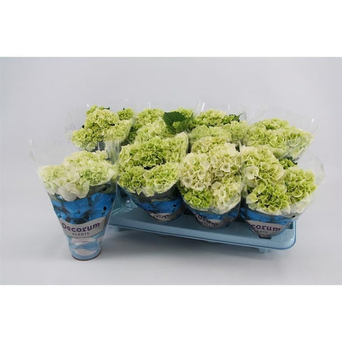 OUTDOOR - Hydragea Macrophylla (bolhortensia)