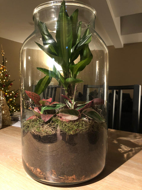 TERRARIUM - glazen terrarium (zonder kurk)