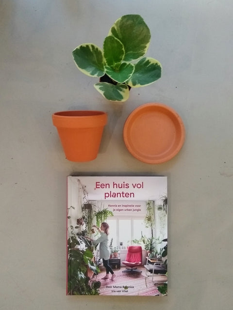 PAKKET - Urban jungle