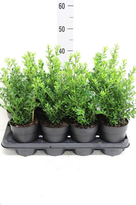 OUTDOOR - Ilex Crenata (alternatief voor buxus)