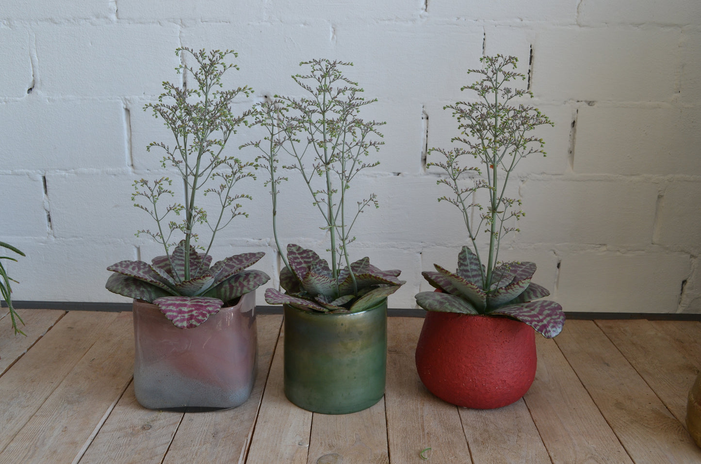 KAMERPLANT - Kalanchoë Humilis