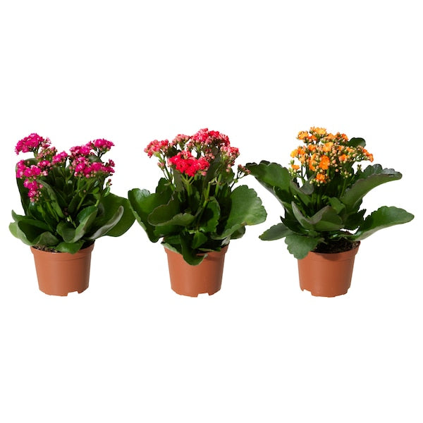 KAMERPLANT - Kalanchoë