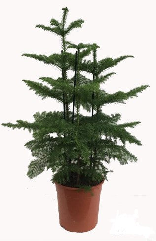 KAMERPLANT - Araucaria Heterophylla (Kamerden)