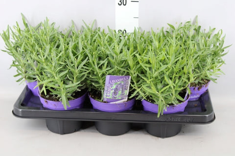 OUTDOOR - Lavandula Angusfolia (lavendel)