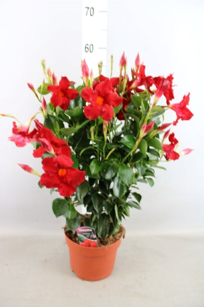 OUTDOOR - Mandevilla Sundaville