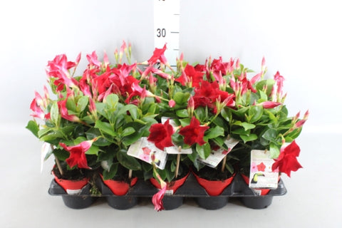 OUTDOOR - Mandevilla Sundaville