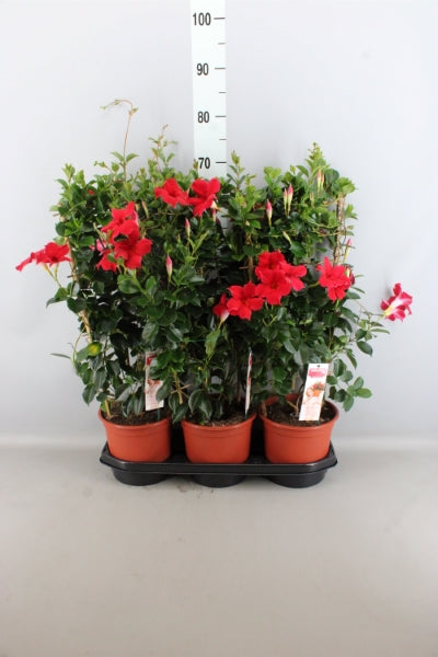 OUTDOOR - Mandevilla Sundaville