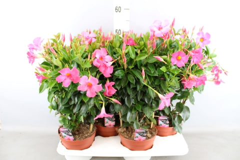 OUTDOOR - Mandevilla Sundaville