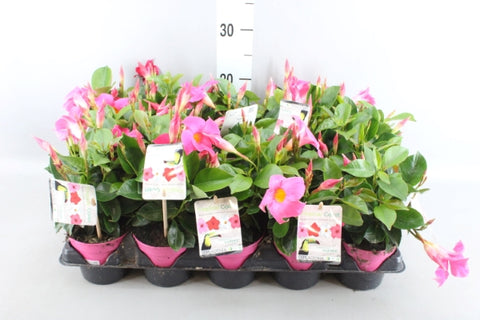 OUTDOOR - Mandevilla Sundaville