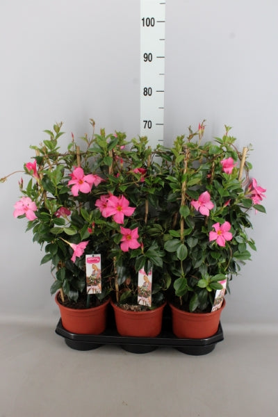 OUTDOOR - Mandevilla Sundaville