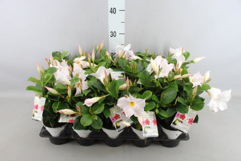 OUTDOOR - Mandevilla Sundaville