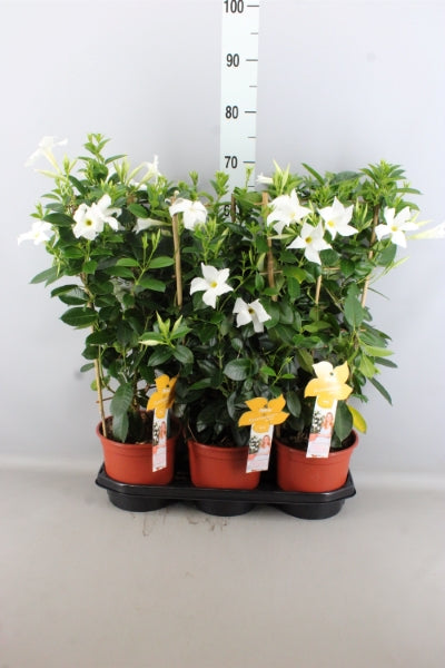 OUTDOOR - Mandevilla Sundaville