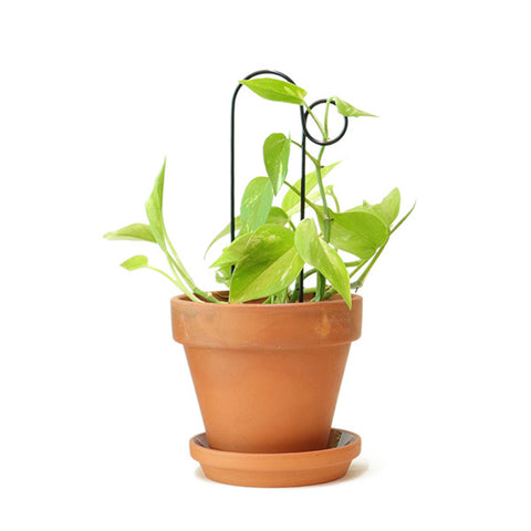 STEUN - Mini plantensteun BUMP - Klimplantensteun