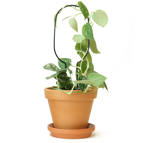 STEUN - Mini plantensteun HOOP - Klimplantensteun