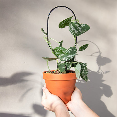 STEUN - mini plantensteunen - Klimplantensteun