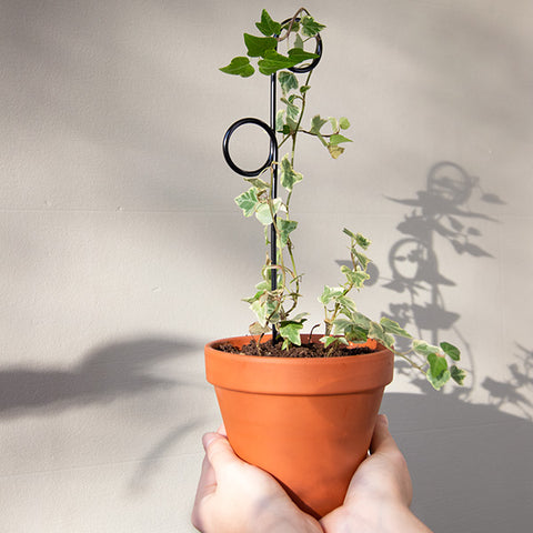 STEUN - mini plantensteunen - Klimplantensteun