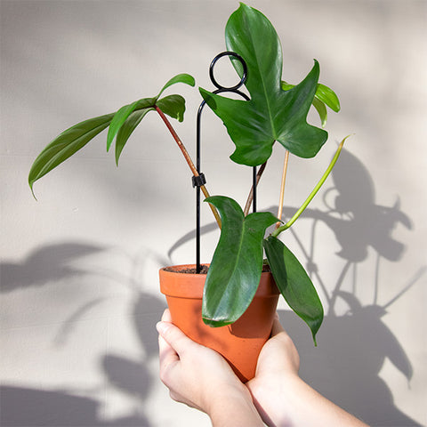 STEUN - mini plantensteunen - Klimplantensteun